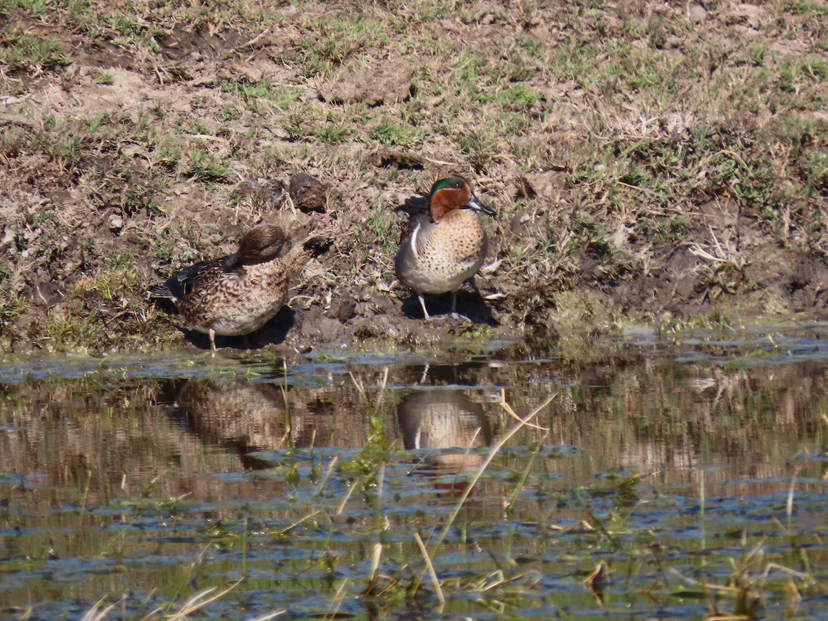 Green-winged Teal - ML208195411