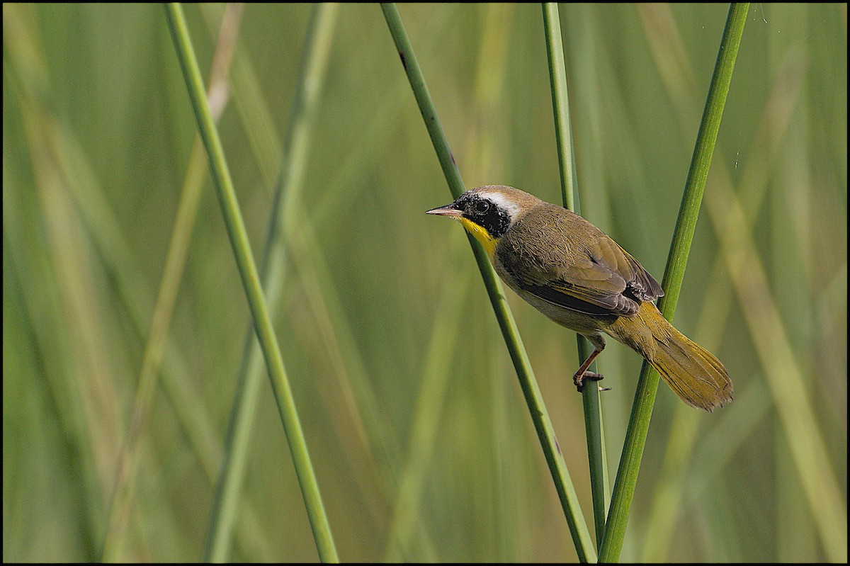 Common Yellowthroat - Tamuk Ornithology