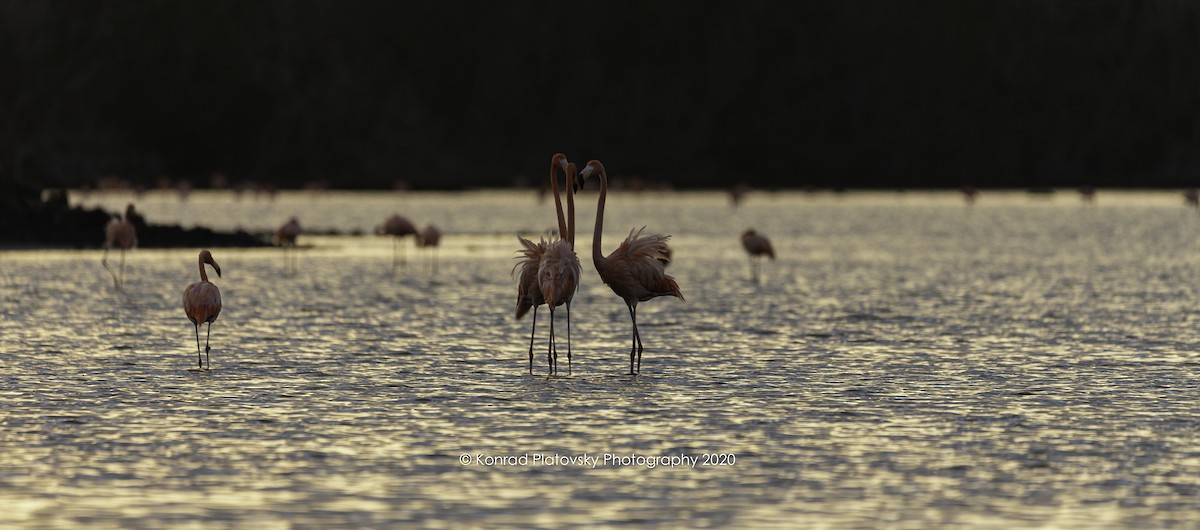 American Flamingo - Konrad Platovsky