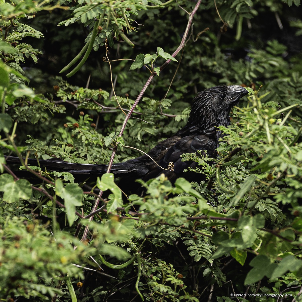 Groove-billed Ani - ML208198131