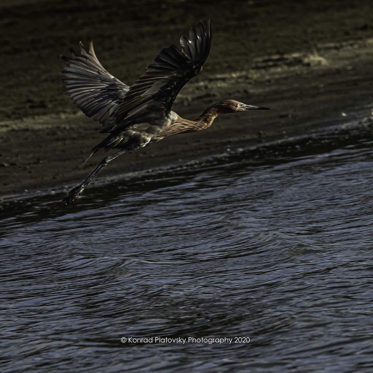 Reddish Egret - Konrad Platovsky