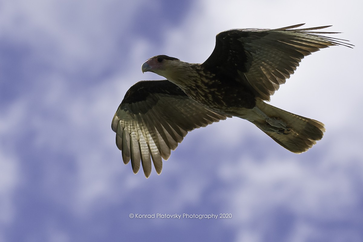 Crested Caracara (Northern) - ML208198181