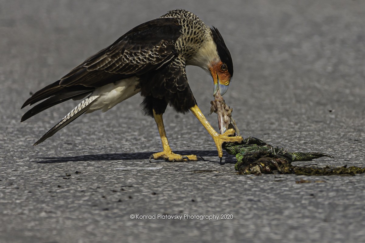 Crested Caracara (Northern) - ML208198201