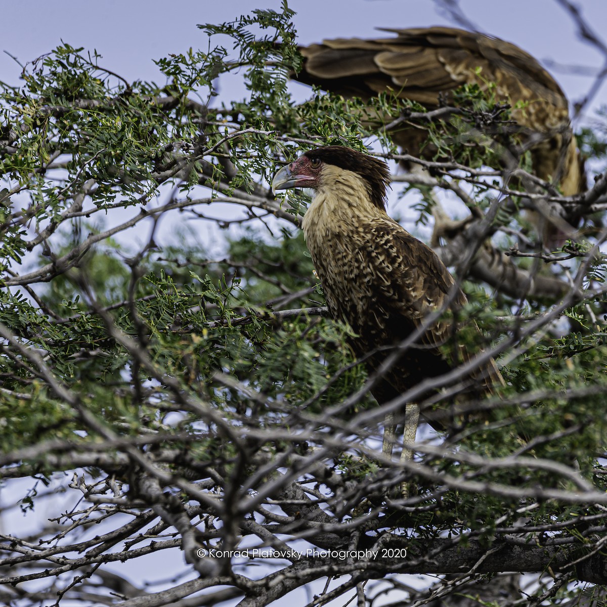 Crested Caracara (Northern) - ML208198261