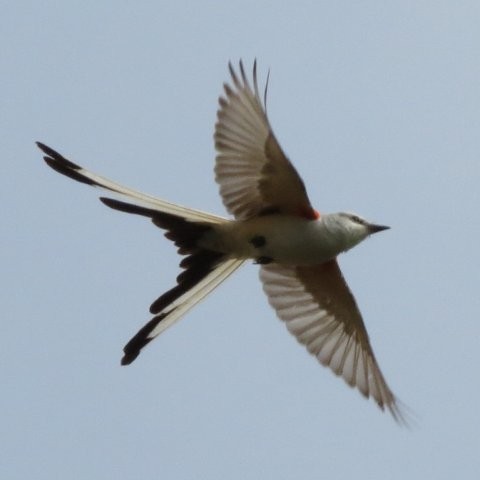 Scissor-tailed Flycatcher - ML208198311