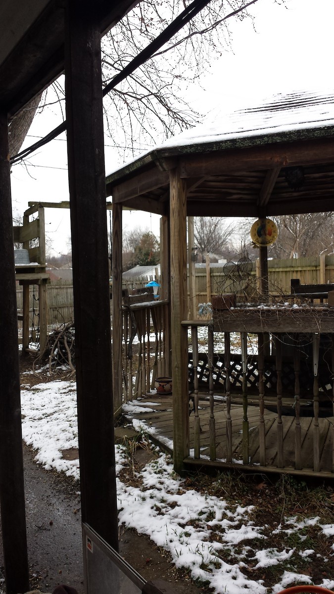 Cooper's Hawk - ML208198321