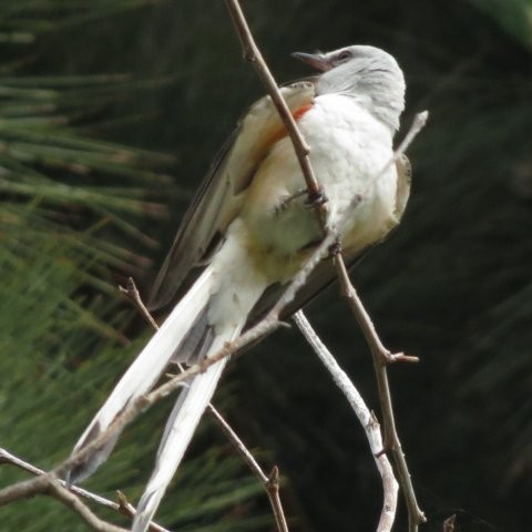 Scissor-tailed Flycatcher - ML208198341