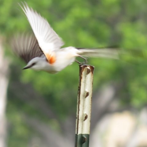 Scissor-tailed Flycatcher - ML208198371