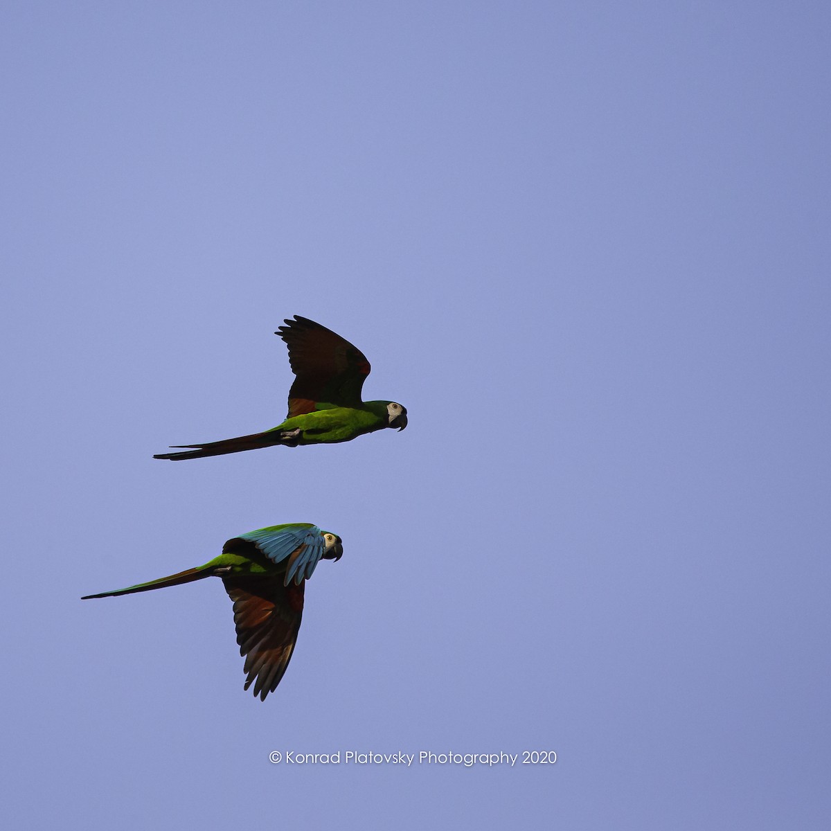 Chestnut-fronted Macaw - ML208198531