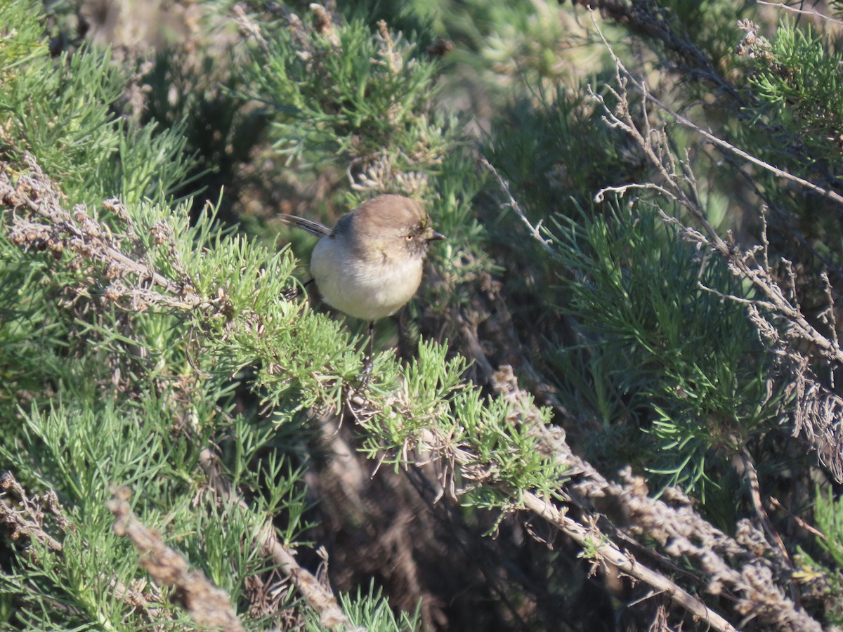 Bushtit - ML208200621