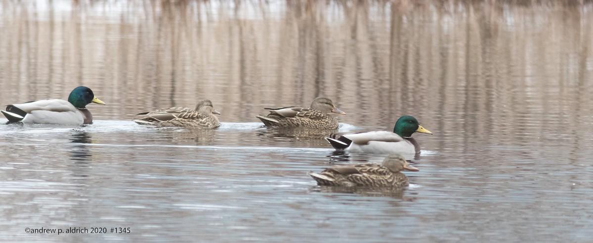 Canard colvert - ML208201251