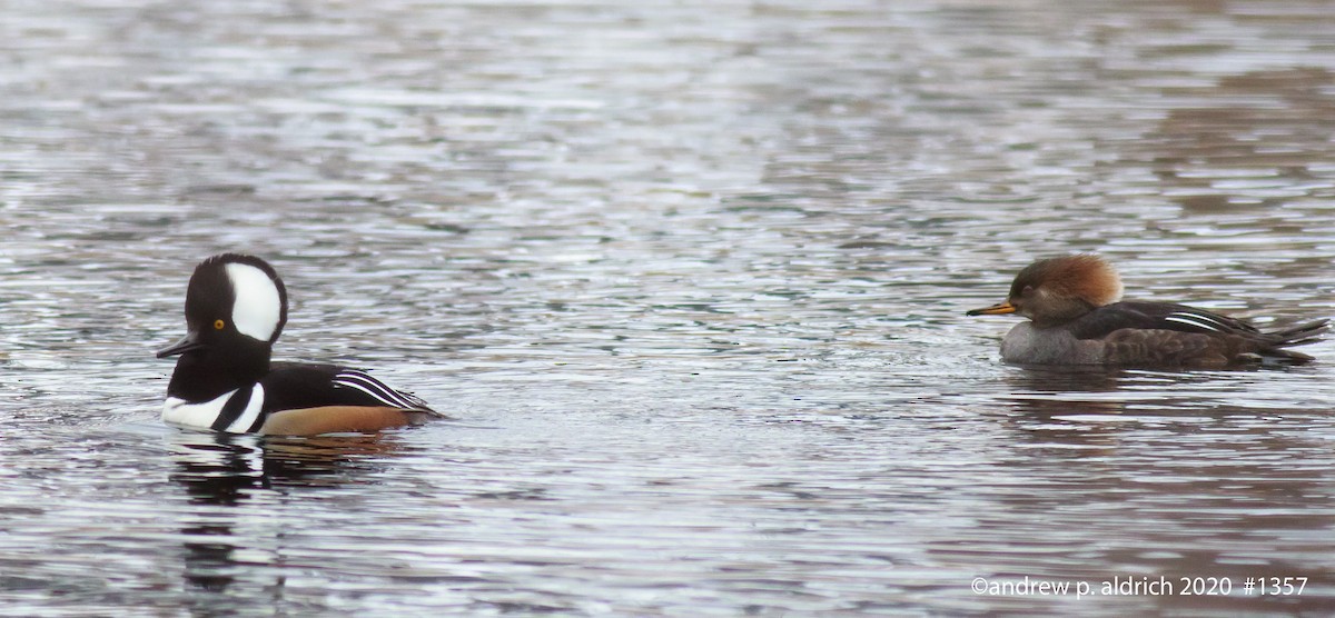 Hooded Merganser - ML208201311