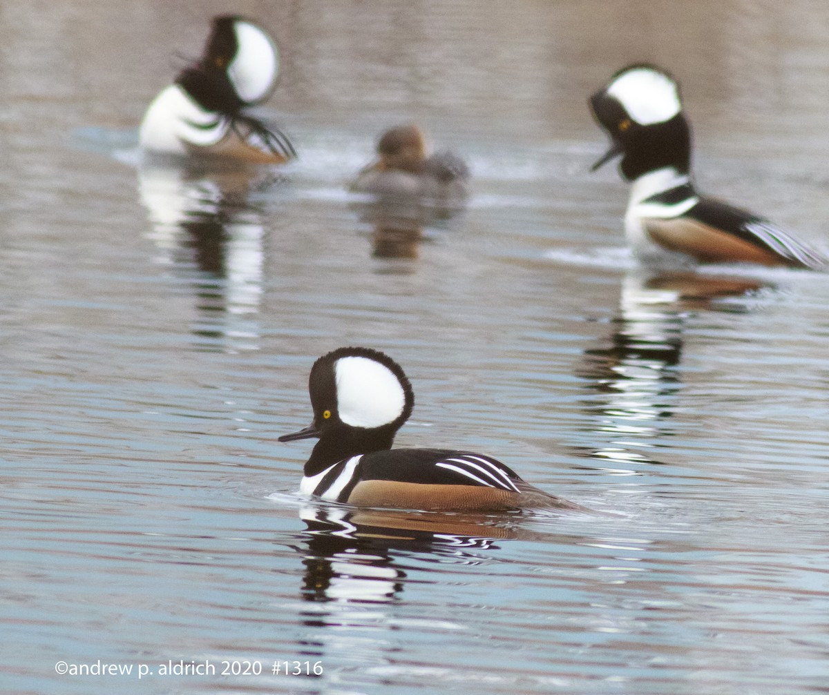 Hooded Merganser - andrew aldrich