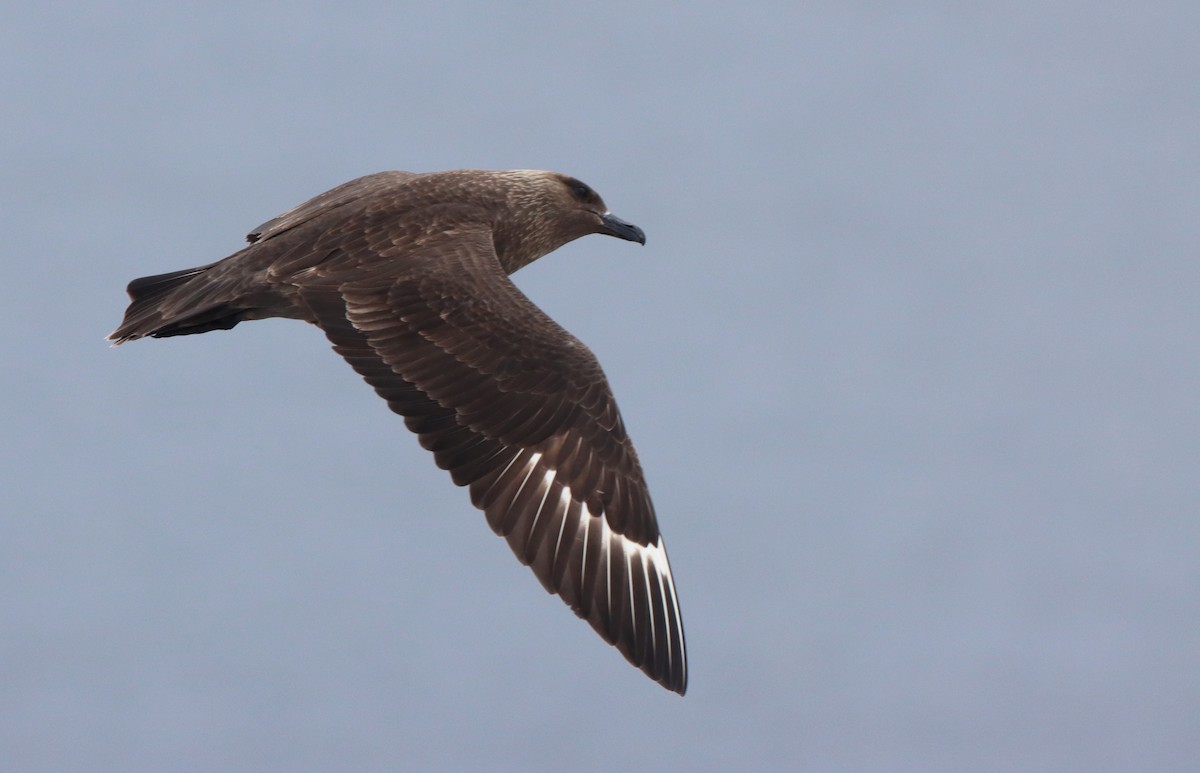 South Polar Skua - ML208201861