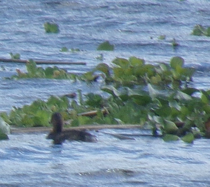 Pied-billed Grebe - Sharon Buck