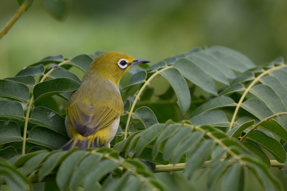 Ashy-bellied White-eye - ML208202911