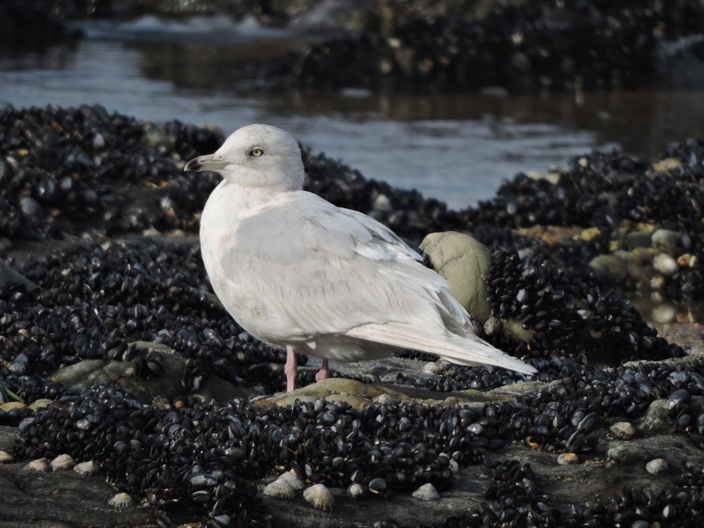 Goéland arctique - ML208203131