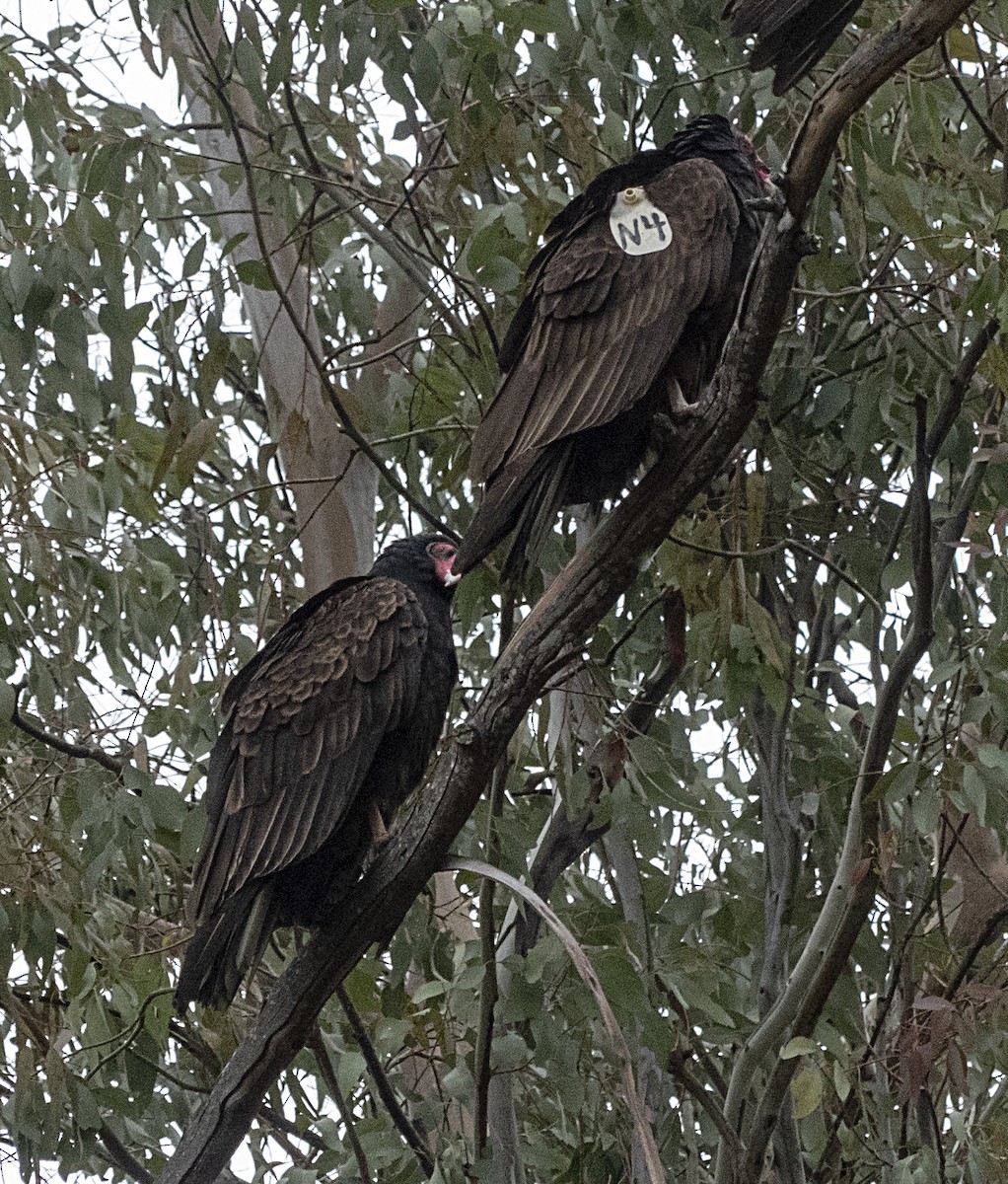 Turkey Vulture - ML208203221