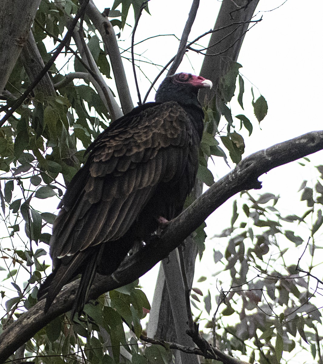 Turkey Vulture - ML208203251