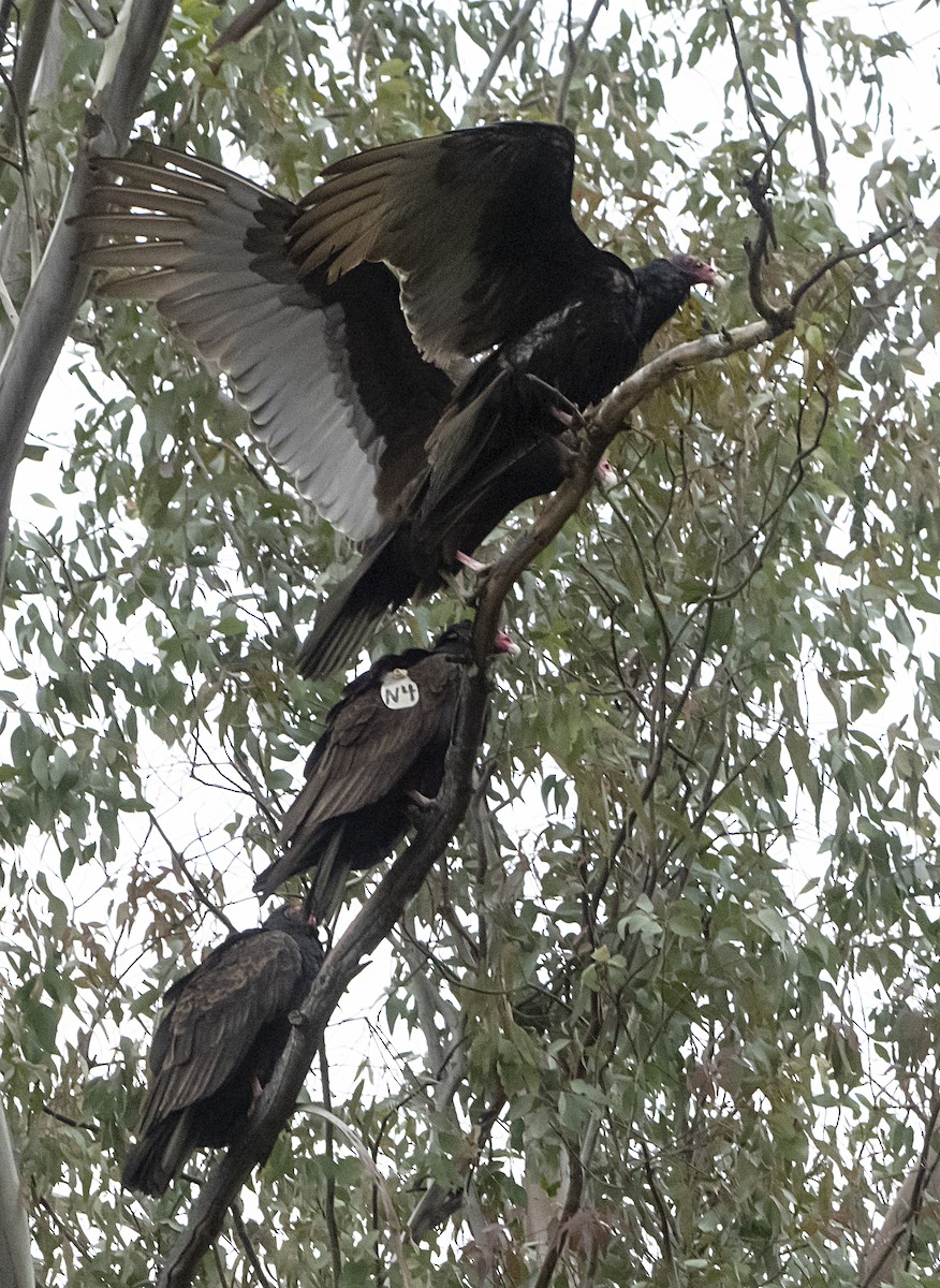 Turkey Vulture - ML208203281