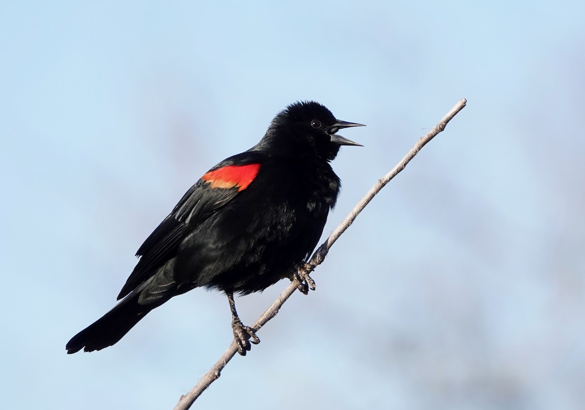 Red-winged Blackbird - ML208203531