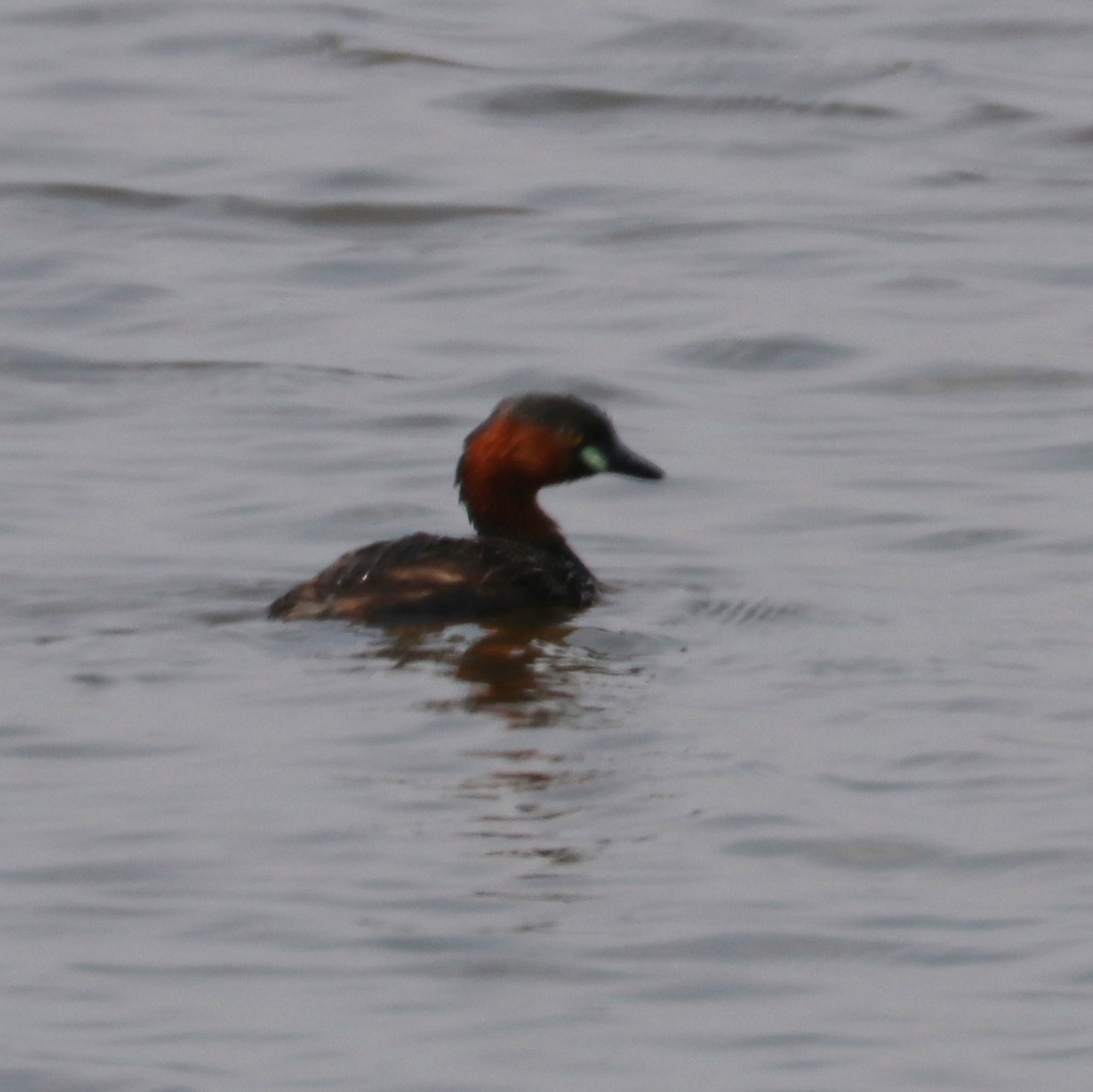 Little Grebe - ML208203611