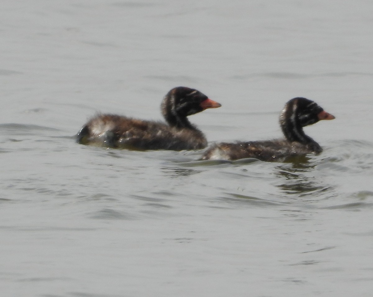 Little Grebe - ML208203641