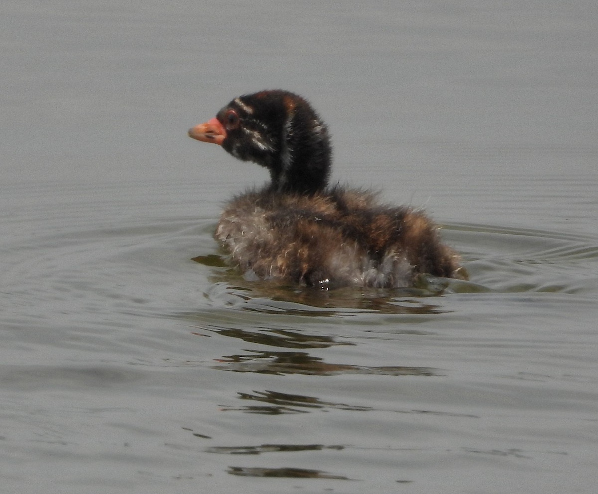 Little Grebe - ML208203671