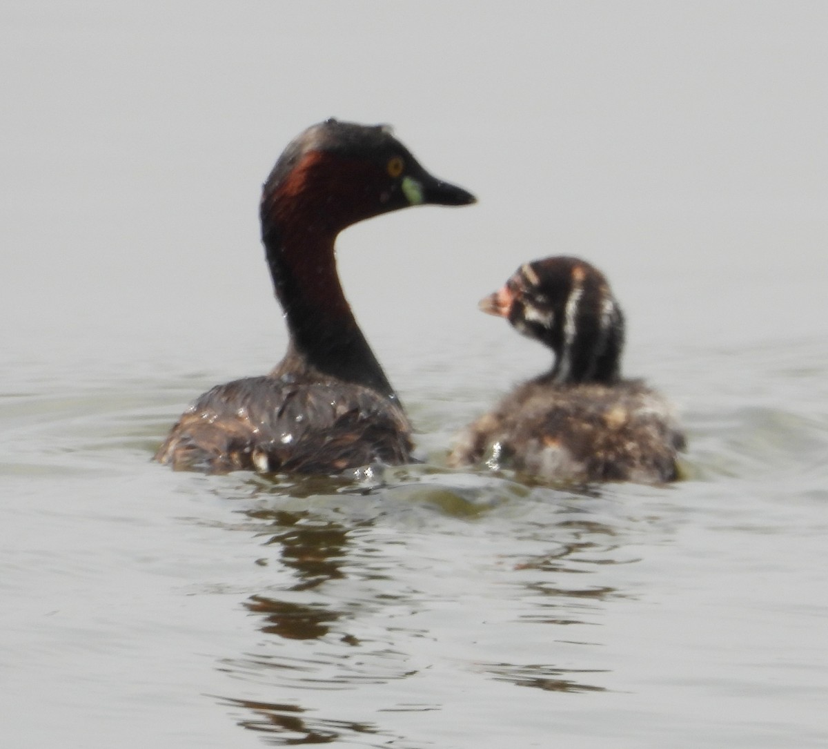 Little Grebe - ML208203681