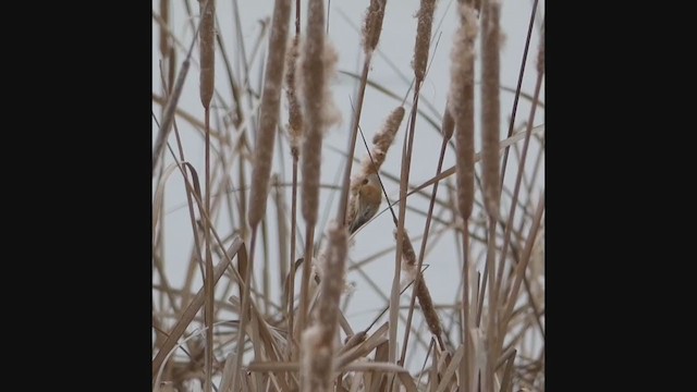 Eurasian Penduline-Tit - ML208205941