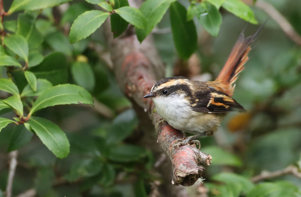 Thorn-tailed Rayadito - ML208207281