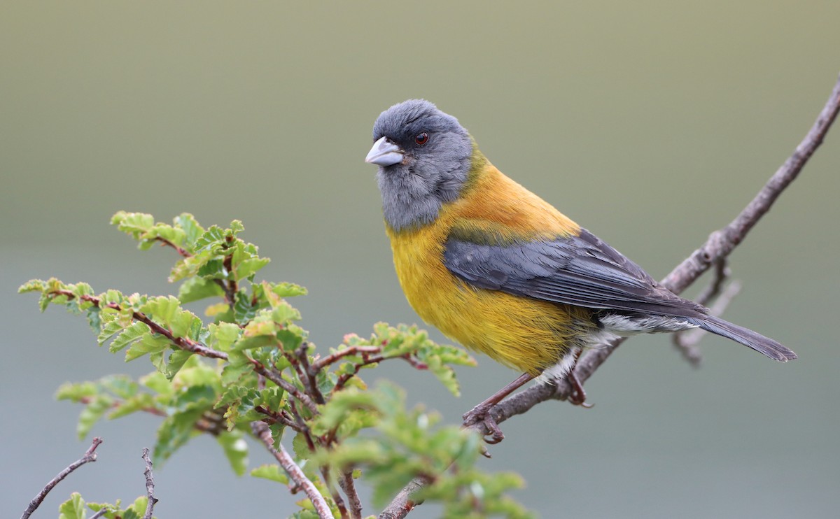 Patagonian Sierra Finch - ML208207331