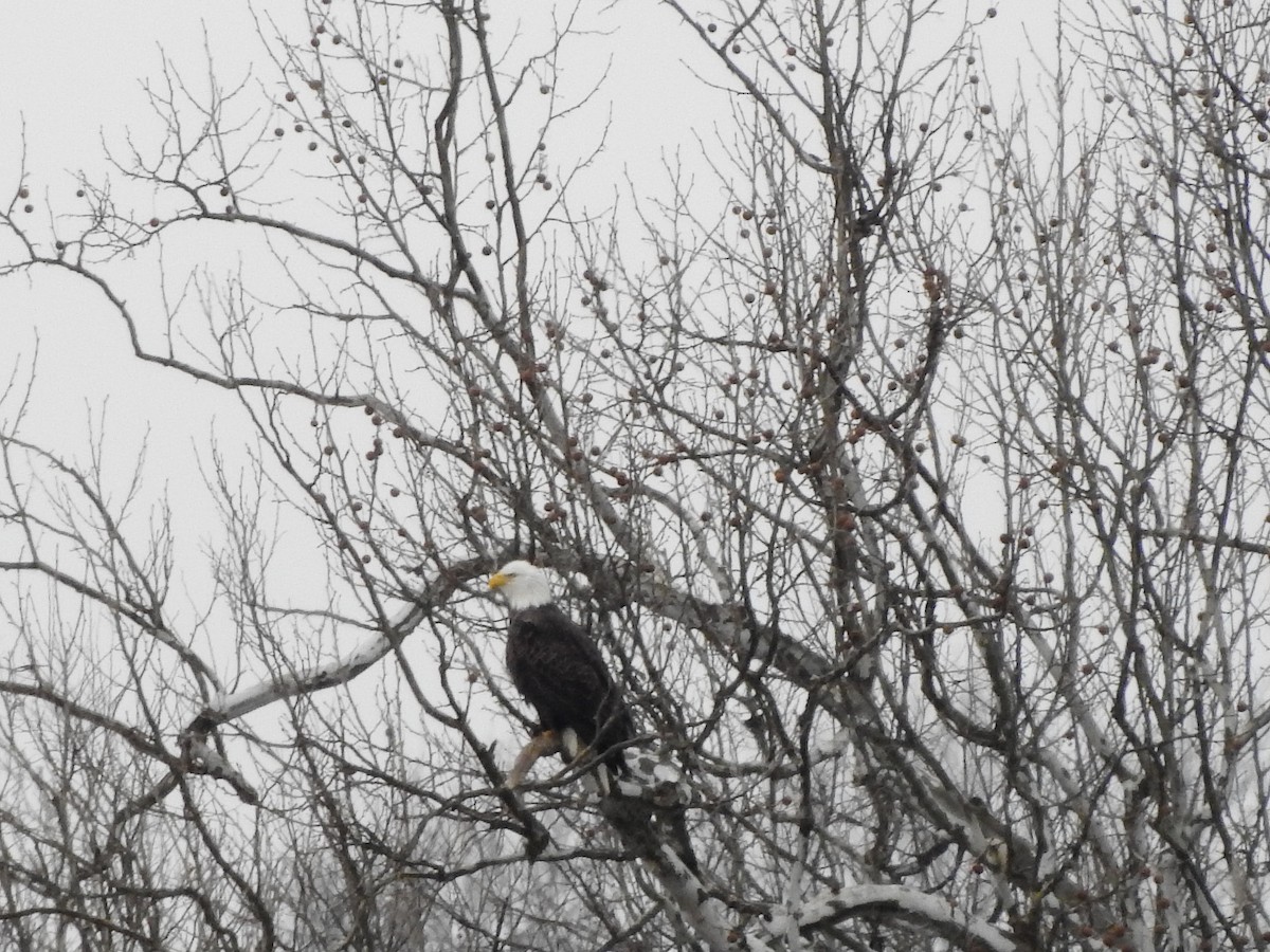 Weißkopf-Seeadler - ML208207971