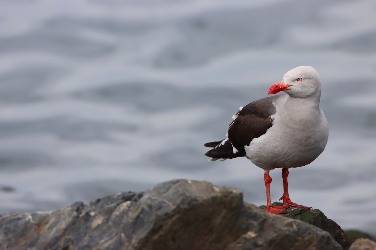 Dolphin Gull - ML208208481