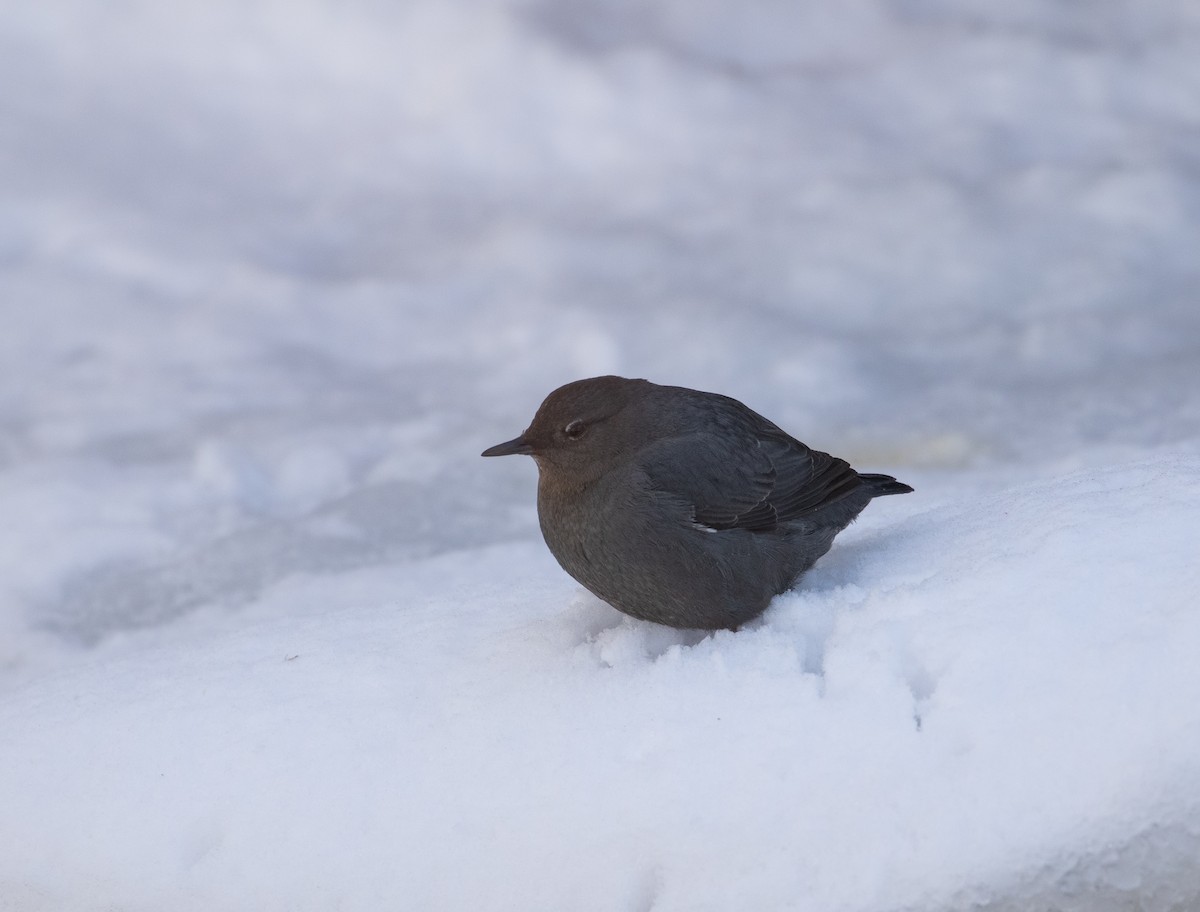 American Dipper - ML208209221
