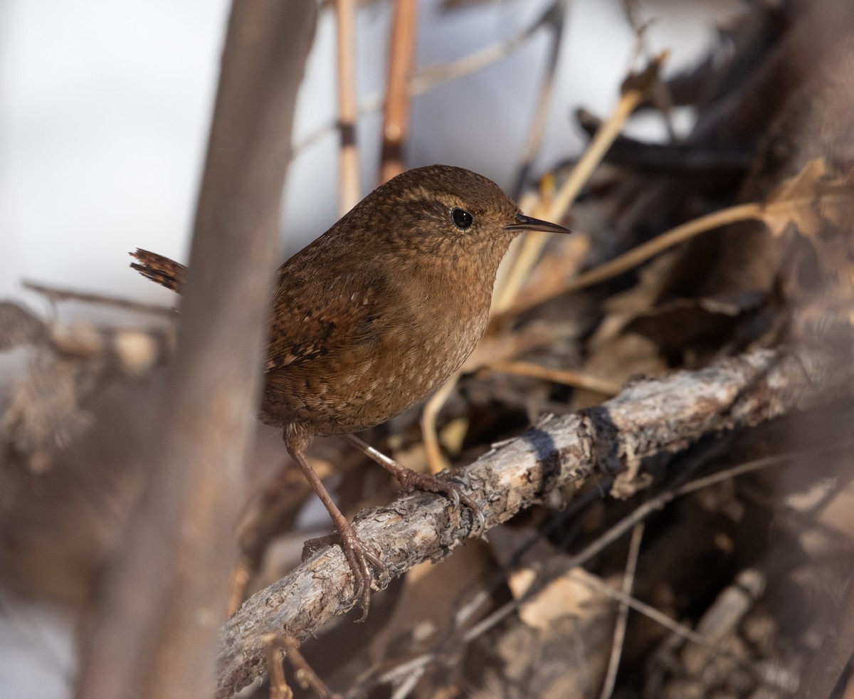 Pacific Wren - ML208209341