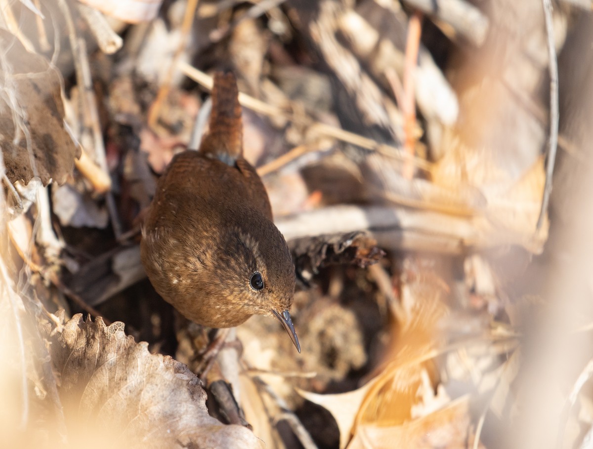 Pacific Wren - ML208209401