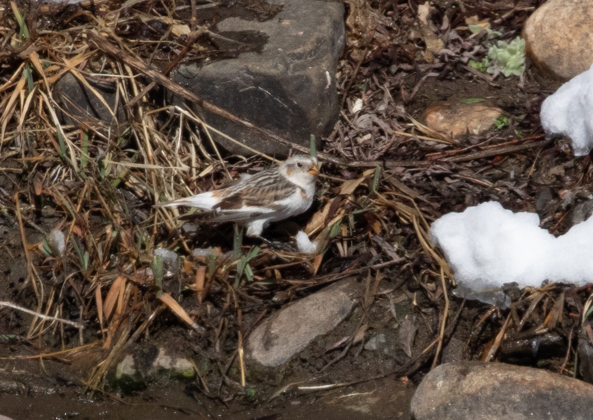 Snow Bunting - ML208209781