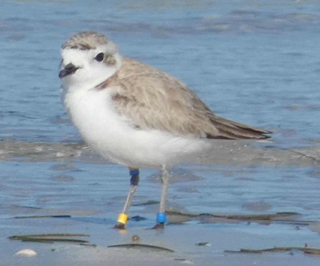 Snowy Plover - ML208209861