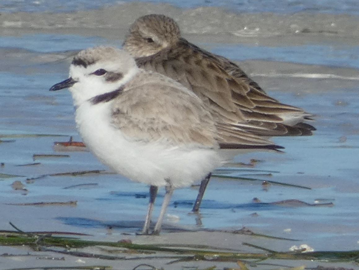 Snowy Plover - ML208209891