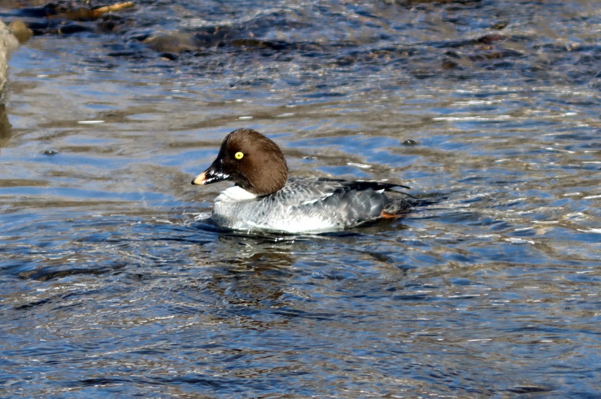 Common Goldeneye - John Drummond