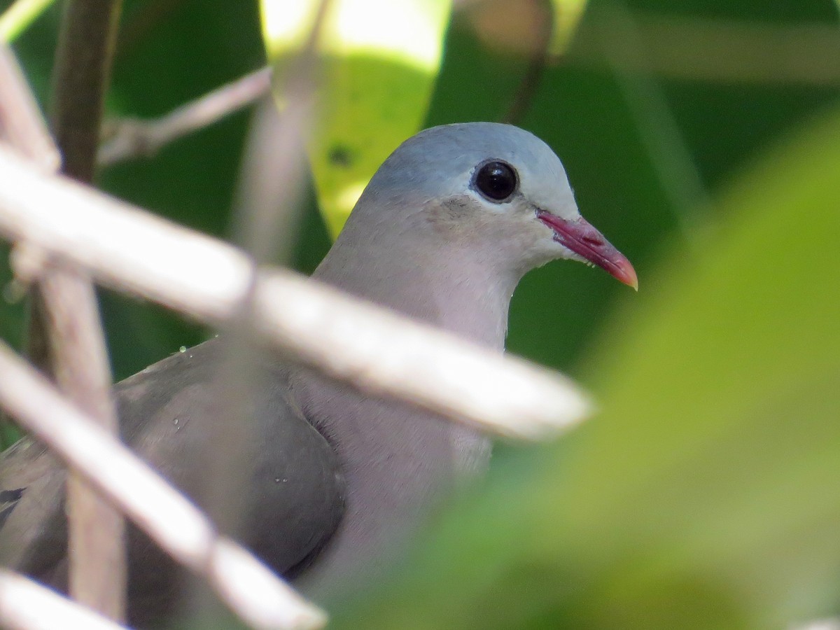 Palomita Aliazul - ML208212781