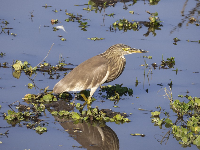 mangrovehegre - ML208213881