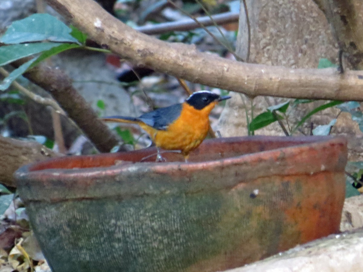 Snowy-crowned Robin-Chat - ML208214881