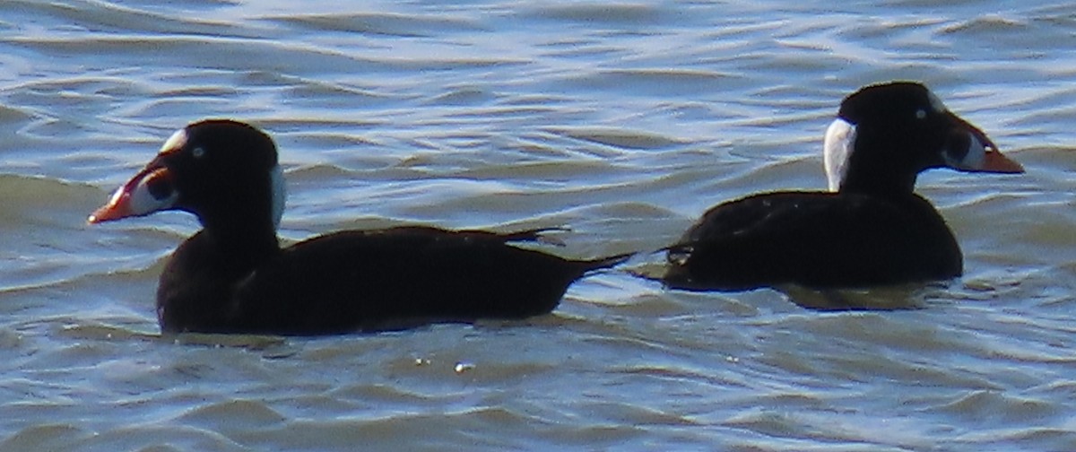 Surf Scoter - ML208214961