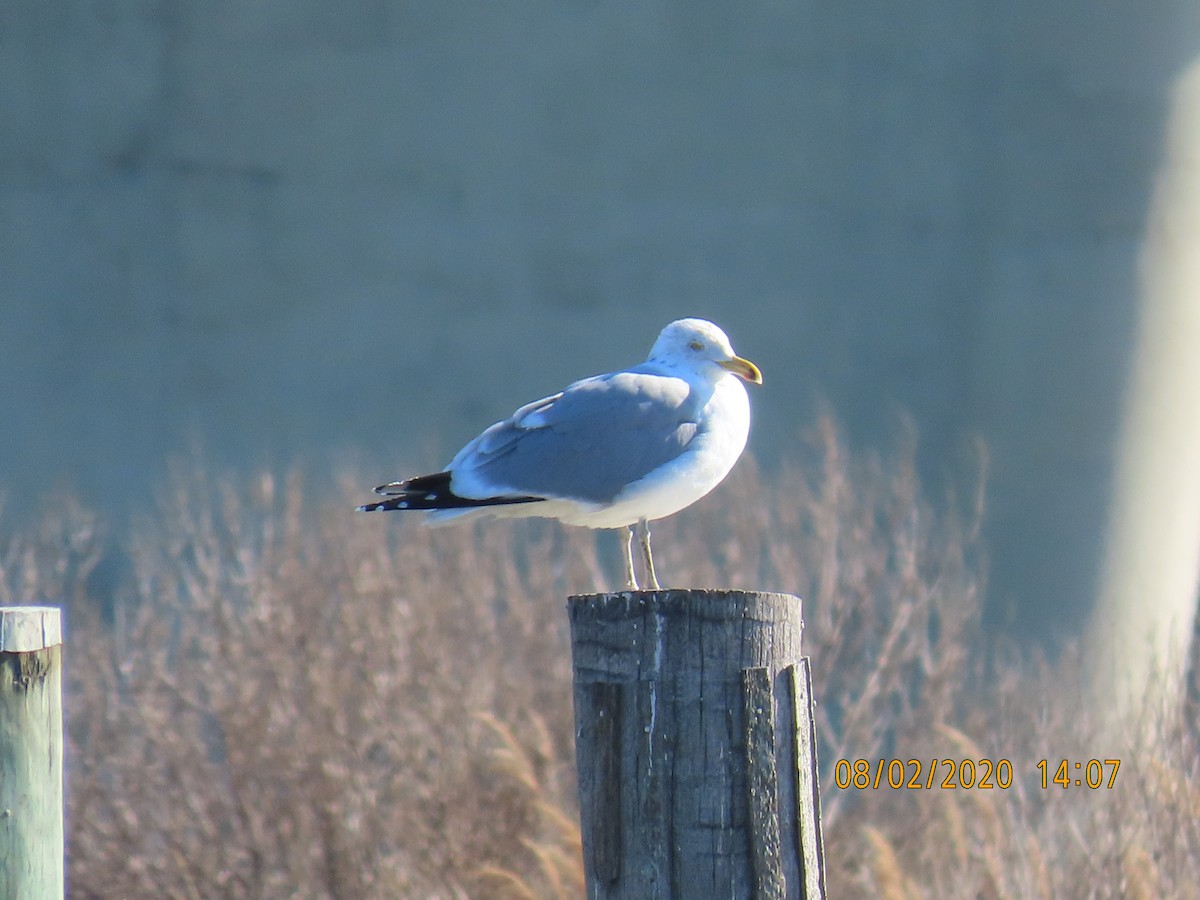 American Herring Gull - ML208215361