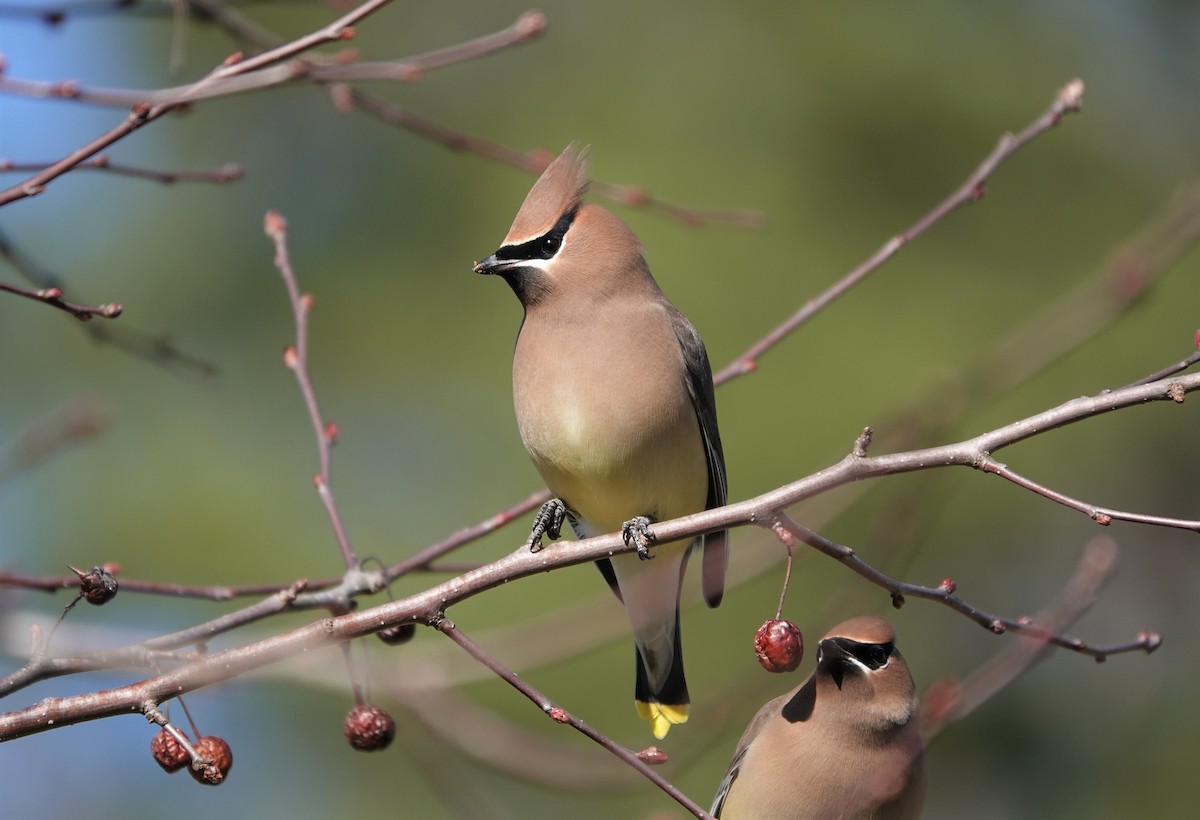 Cedar Waxwing - ML208216111