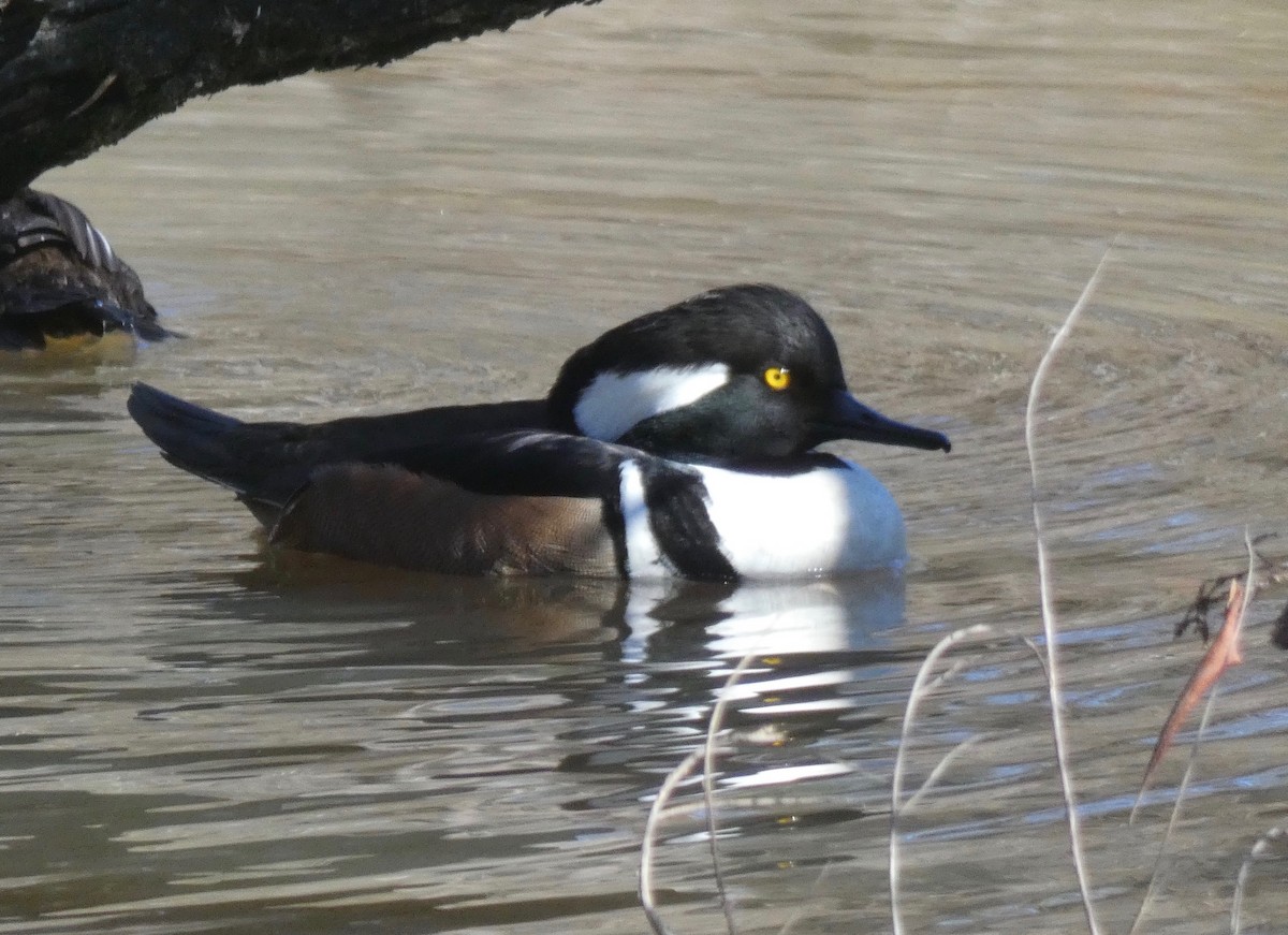 Hooded Merganser - ML208216871