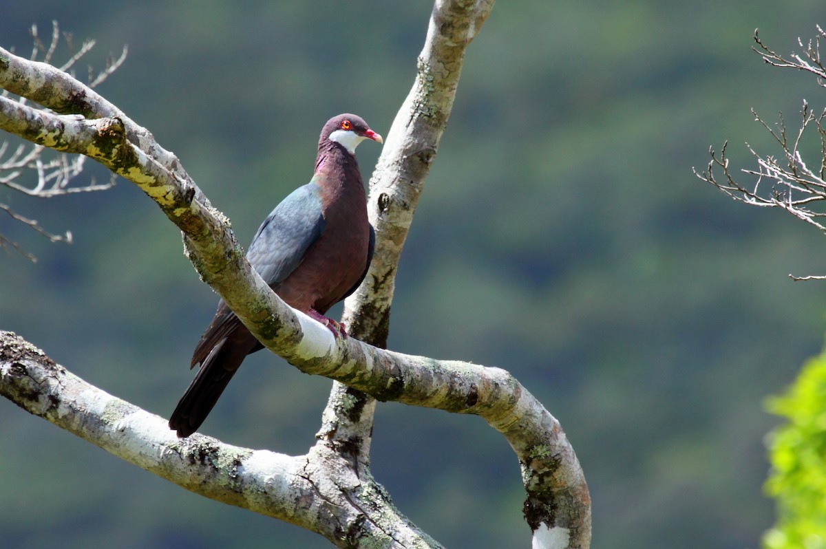 Metallic Pigeon - Richard Fuller