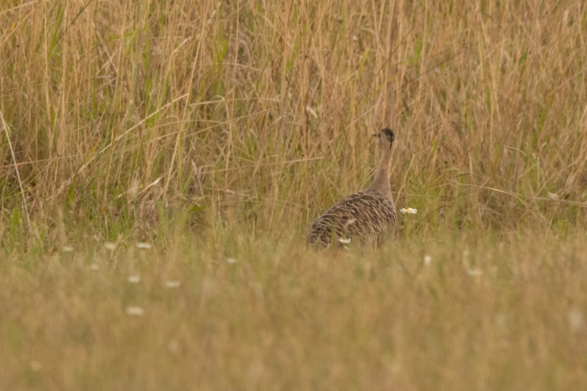 Red-winged Tinamou - ML208217801